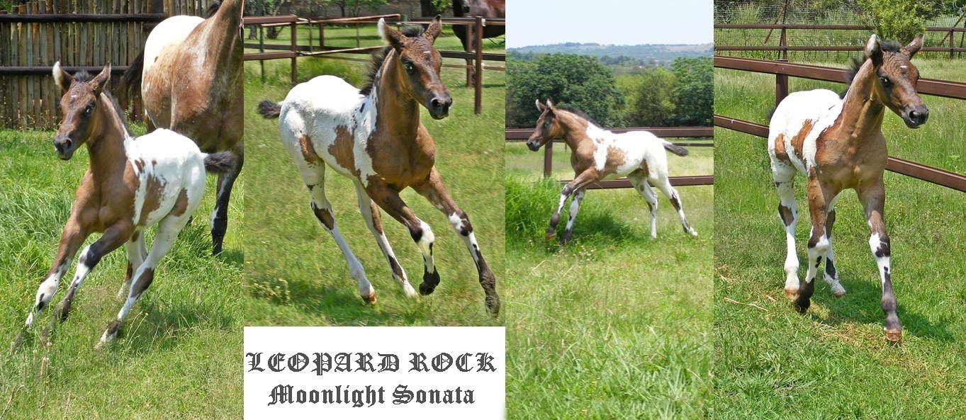 Leopard Rock Appaloosa Sport Horses